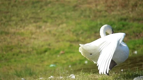 White swan standing by the river Stock Footage 115540977