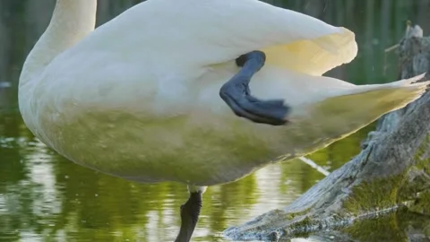 White Swan Standing in the Ros River, Ukraine, Close-Up Stock Footage 326373385