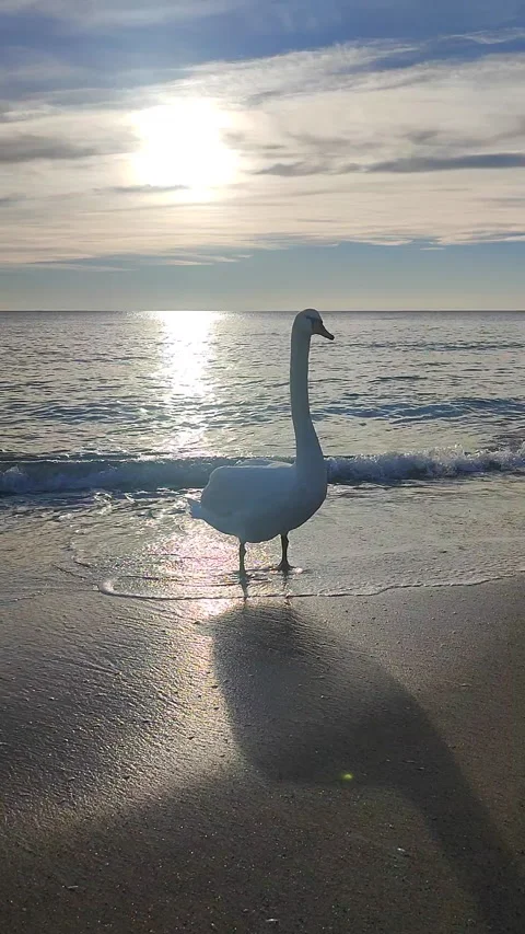 White swan standing on the sand of sandy beach of the sea coast on sunny morning Stock Footage 292951114