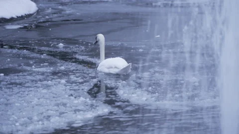 White Swan stuck in ice Vídeos de archivo 166452606
