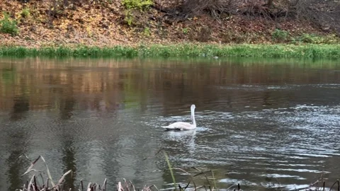 White swan swimming in Neris river in Vilnius in November Stock Footage 257351253