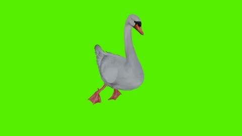White swan swimming from a three-sided angle Video stock 246730804