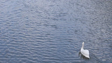 White Swan Swimming Through Frame Stock-Footage 150758239