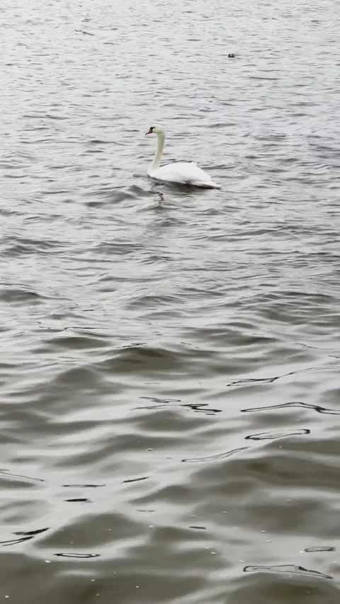 White swan swims alone on the winter river Pregolya, Kaliningrad.  Stock Footage 170424099