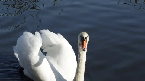 White swan swims Vidéo 80986446