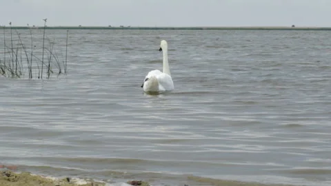 White swan swims Video stock 120921458