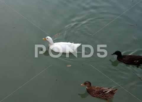 White swan swims in the lake Stock Photos