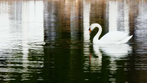 White Swan swims on mirror surface of lake. Stock Footage 89823508