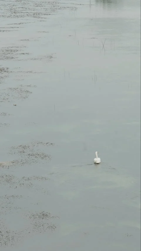 A white swan swims on the river. Stock Footage 242840401