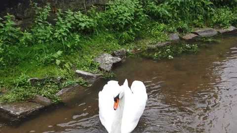 White Swan swims. Slow motion Stock Footage
