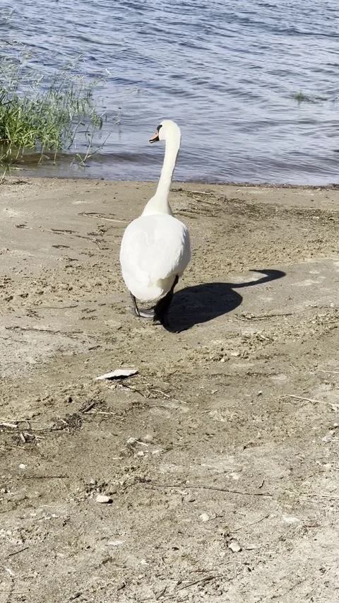 White swan turning away and walking back into water Stock Footage 309540189