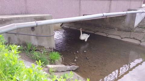 White Swan Under The Bridge Stock Footage 196719763