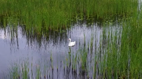 White Swan Wading Through Tall Marsh Grass Stock Footage 346743316