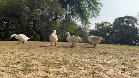 White swan walking in garden Stock Footage 239053409