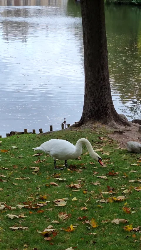 White swan walking on green grass covered with fallen autumn leaves. Video stock 344953337