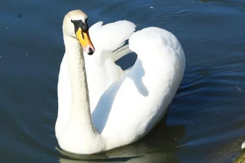White swan on water during daytime Foto stock