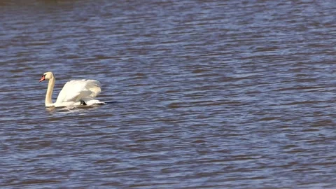White swan on water Stock Footage 290767765