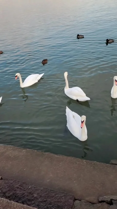 White swan on the water Stock Footage 295068855