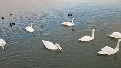 White swan on the water Stock Footage 295068963