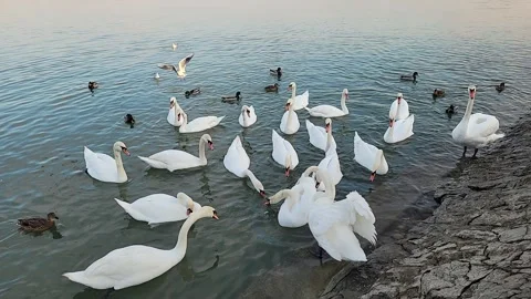 White swan on the water Stock Footage 295069144