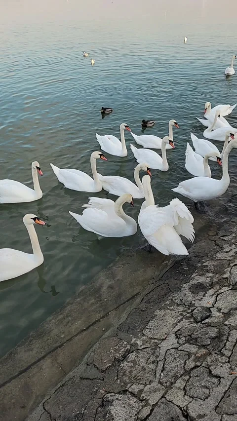 White swan on the water Stock Footage 295123459
