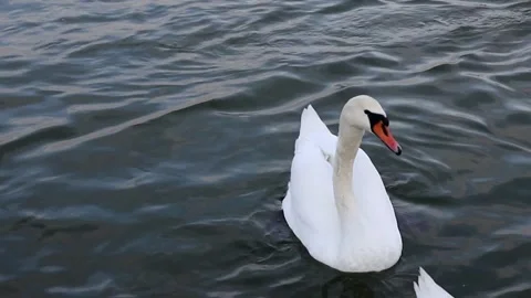 White swan on the water Stock Footage 295129160