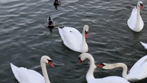 White swan on the water Stock Footage 295129190
