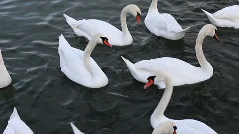 White swan on the water Stock Footage 295129191