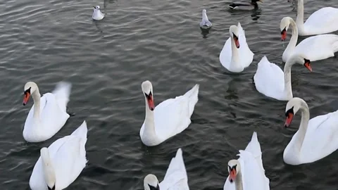 White swan on the water Stock Footage 295129204