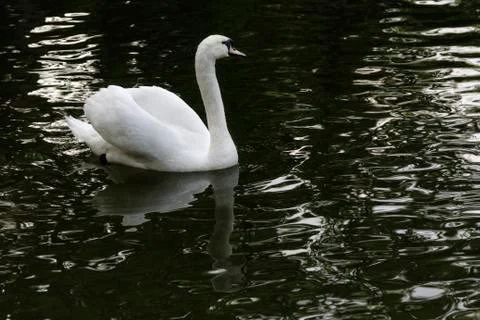 White swan in the water reflection sunset 写真素材