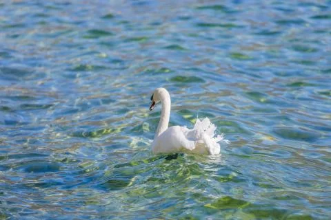 White swan on the waves Stock Photos