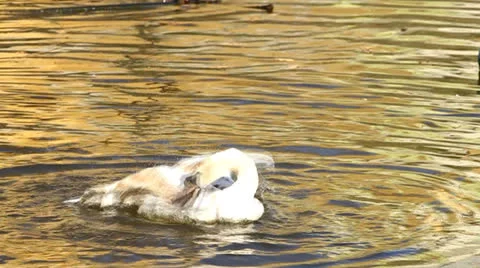 White swan waves wings 2 Stock Footage 22803056