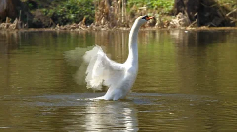 White swan waves wings Stock Footage 22752577