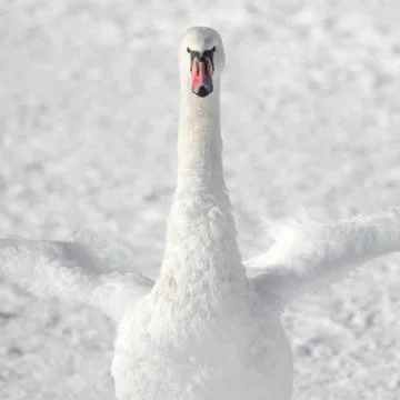 White swan on white snow Stock Photos