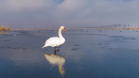 White swan in winter Stock Photos