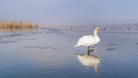 White swan in winter Stock Photos