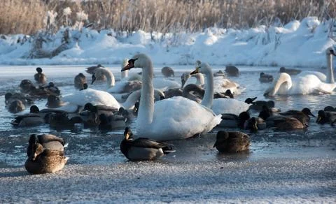 White swans and ducks on frozen lake Stock Photos