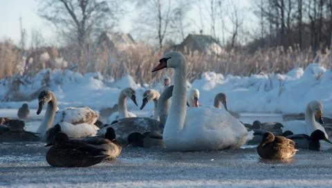 White swans and ducks on frozen lake Stock Photos