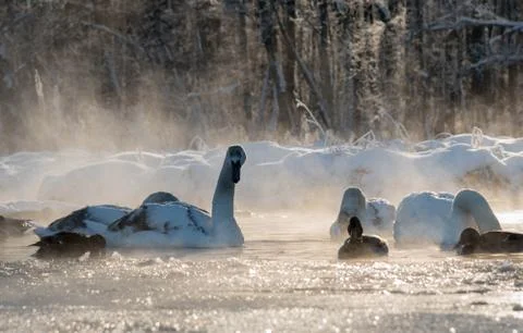 White swans and ducks on the frozen lake Foto stock