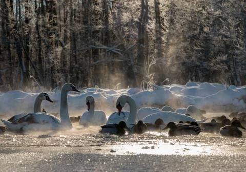 White swans and ducks on the frozen lake Stock Photos
