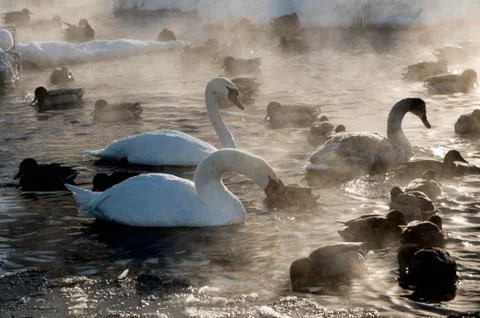 White swans and ducks on the frozen lake Stock Photos