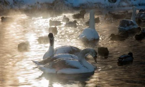 White swans and ducks on the frozen lake Stock Photos