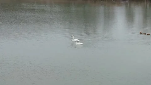 White Swans And Ducks On Reflective Water in Nanjing, China Stock Footage 344037982
