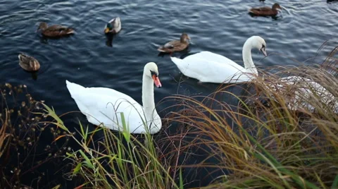 White swans and ducks slow motion Stockbeeldmateriaal 58784601