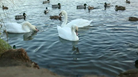 White swans and ducks slow motion Stockbeeldmateriaal 62451474