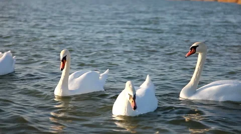 White Swans and Seagulls Stock Footage 50899122
