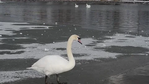 White swans are swimming Stock Footage 133460650