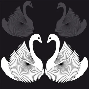 White swans on black background Stock Illustration