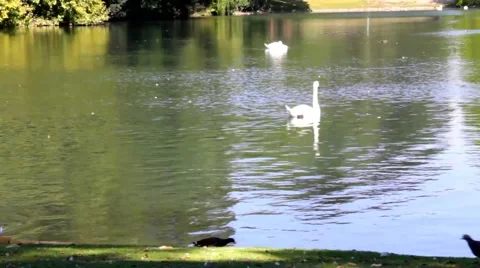 White swans on the bright sunlight floating on the lake with green water Stock Footage 43299914