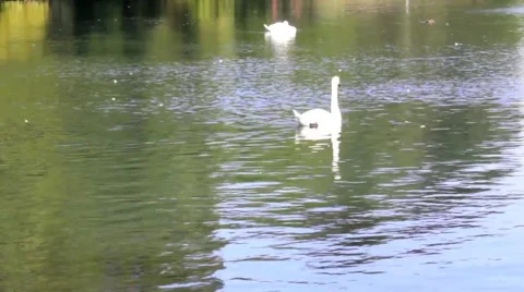 White swans on the bright sunlight floating on the lake with green water Video stock 43299987